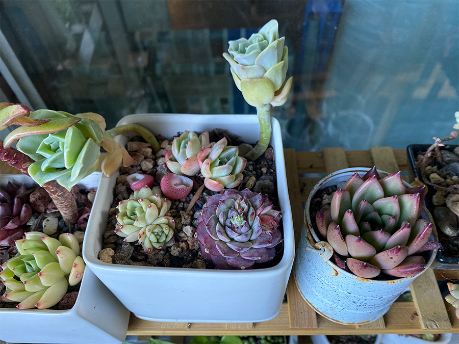 succulents